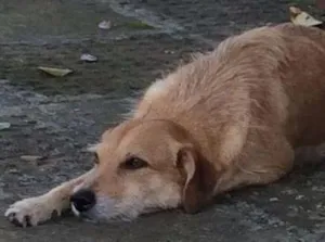 Cachorro raça vira-lata idade 5 anos nome Pedrita