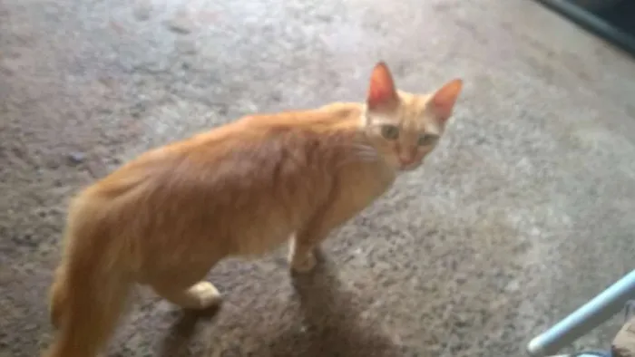 Gato ra a Comum idade 1 ano nome Lucy