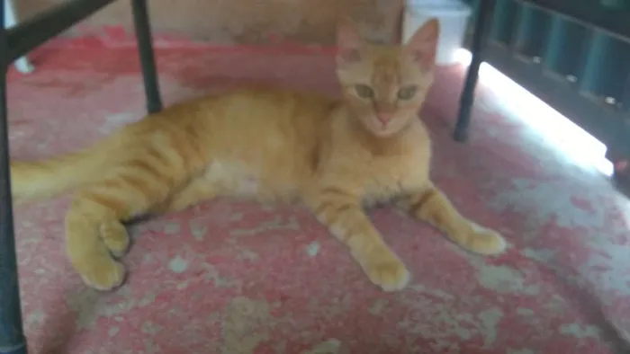 Gato ra a Comum idade 1 ano nome Lucy
