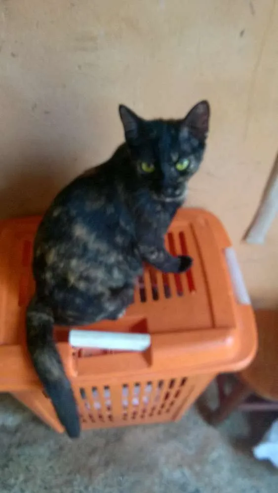 Gato ra a Comum idade 7 a 11 meses nome Fê