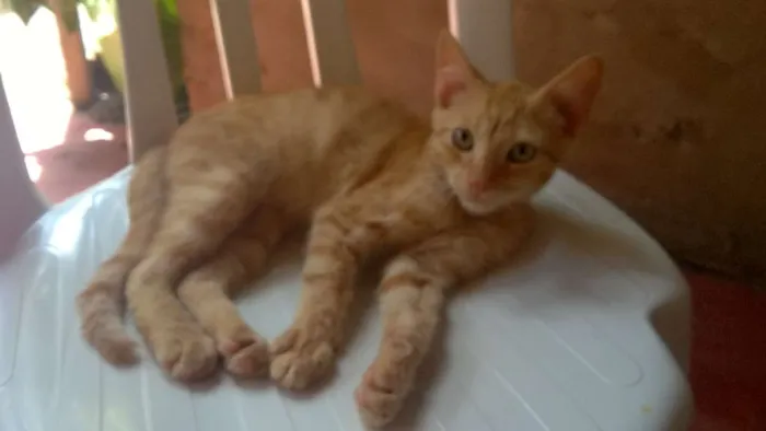 Gato ra a Comum idade 2 a 6 meses nome Max/Belinha