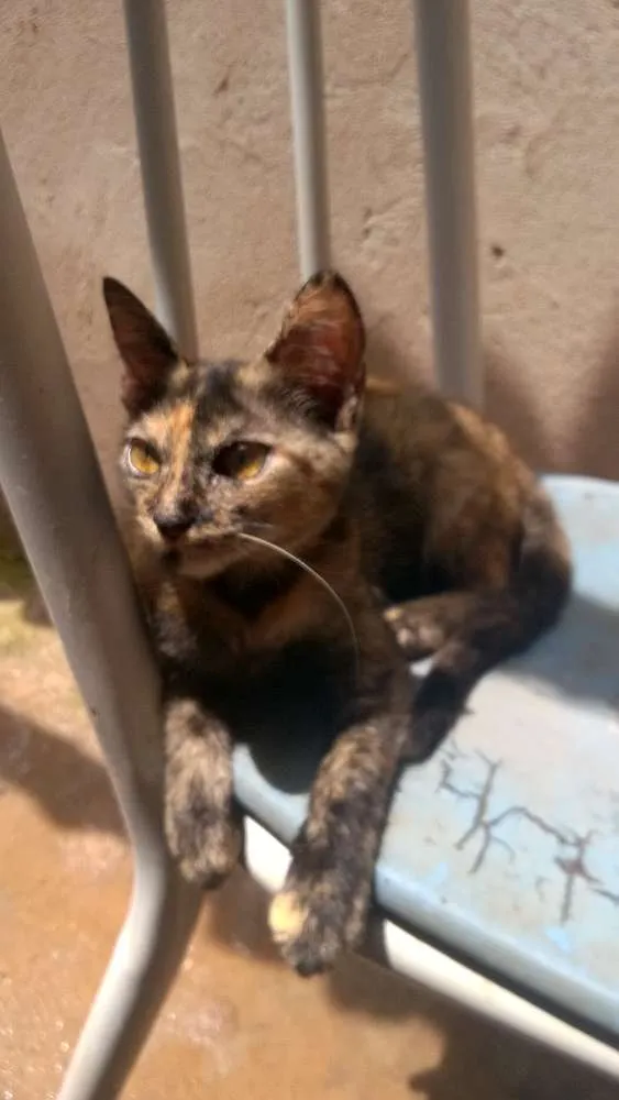 Gato ra a Comum idade 2 a 6 meses nome Max/Belinha