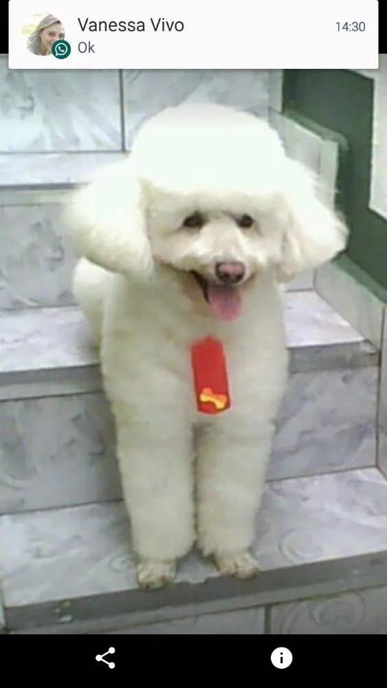 Cachorro ra a Poodle idade 6 ou mais anos nome Panda