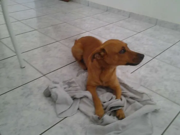 Cachorro ra a SRD idade 4 anos nome Menino