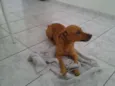 Menino