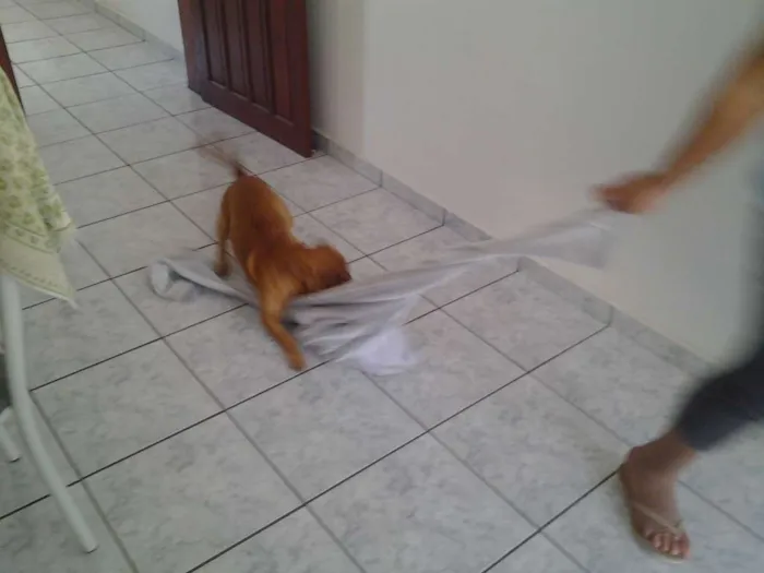 Cachorro ra a SRD idade 4 anos nome Menino