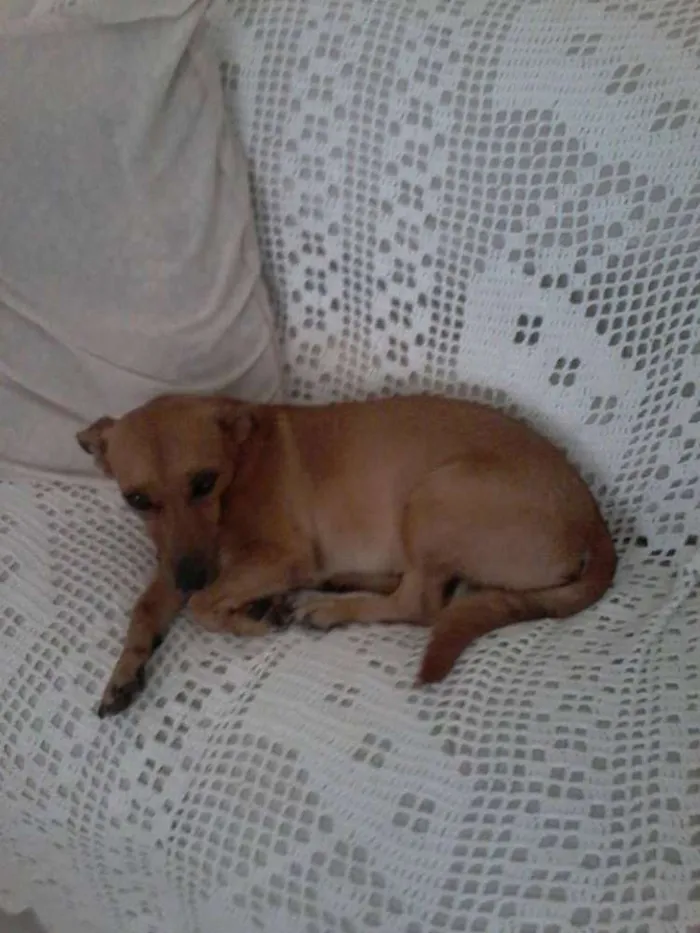 Cachorro ra a SRD idade 4 anos nome Menino