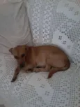 Menino