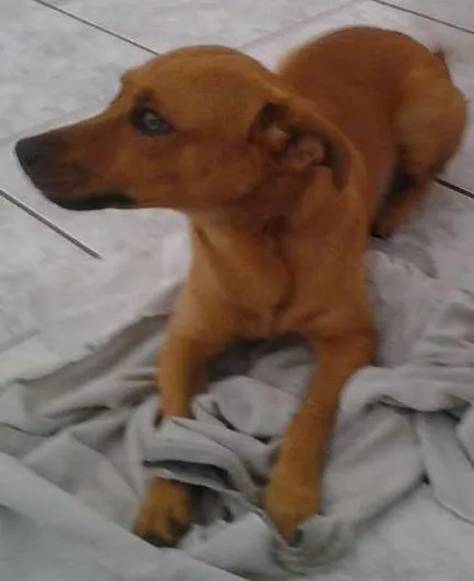 Cachorro ra a SRD idade 4 anos nome Menino