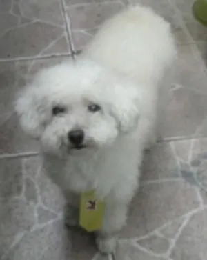 Cachorro raça Poodle idade 6 ou mais anos nome Pitty