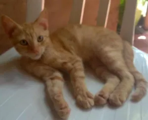 Gato raça Comum idade 2 a 6 meses nome Max/Belinha