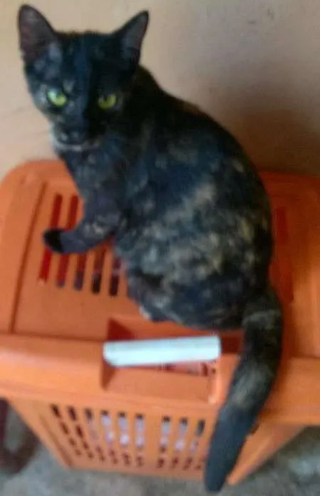 Gato ra a Comum idade 7 a 11 meses nome Fê