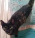 Fê