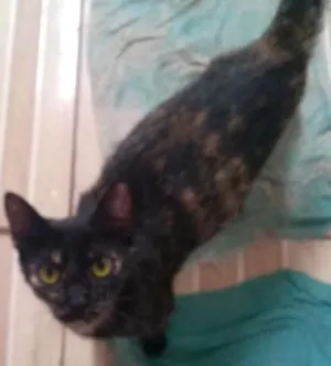 Gato raça Comum idade 7 a 11 meses nome Fê