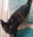 Fê