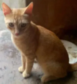 Gato raça Comum idade 7 a 11 meses nome Lúcio Mauro