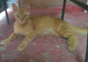 Gato raça Comum idade 1 ano nome Lucy