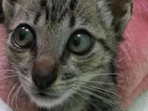 Gato raça Sem raça  definida idade Abaixo de 2 meses nome Sem nome