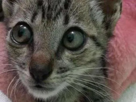 Gato ra a Sem raça  definida idade Abaixo de 2 meses nome Sem nome