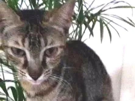 Gato raça  idade 2 a 6 meses nome Sem nome ainda