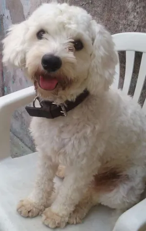 Cachorro raça Poodle idade 1 ano nome Sasha