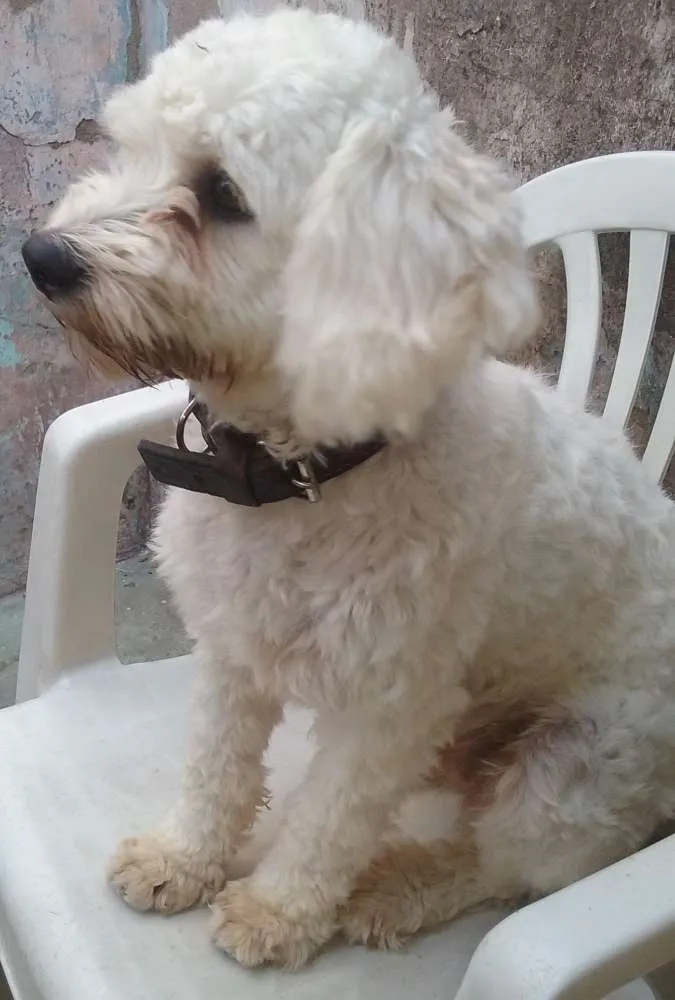 Cachorro raça Poodle idade 1 ano nome Sasha