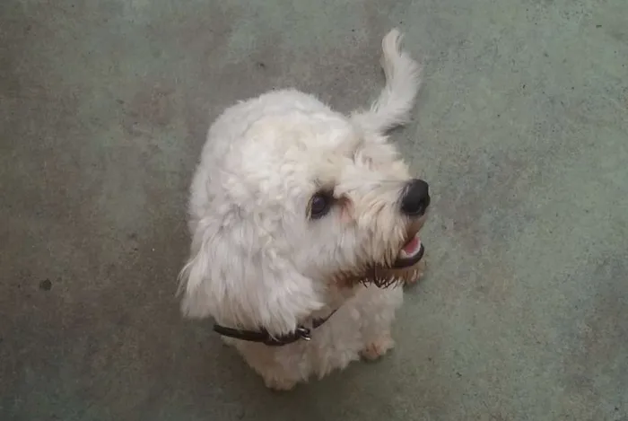 Cachorro raça Poodle idade 1 ano nome Sasha