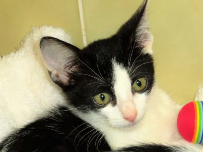 Gato ra a SRD idade 2 a 6 meses nome Franchesca