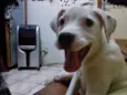 preta