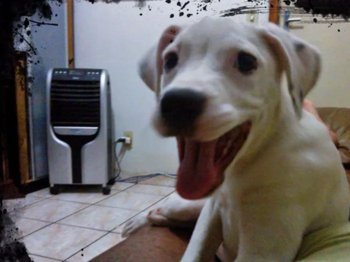 Cachorro raça Pit-Bull idade 1 ano nome preta