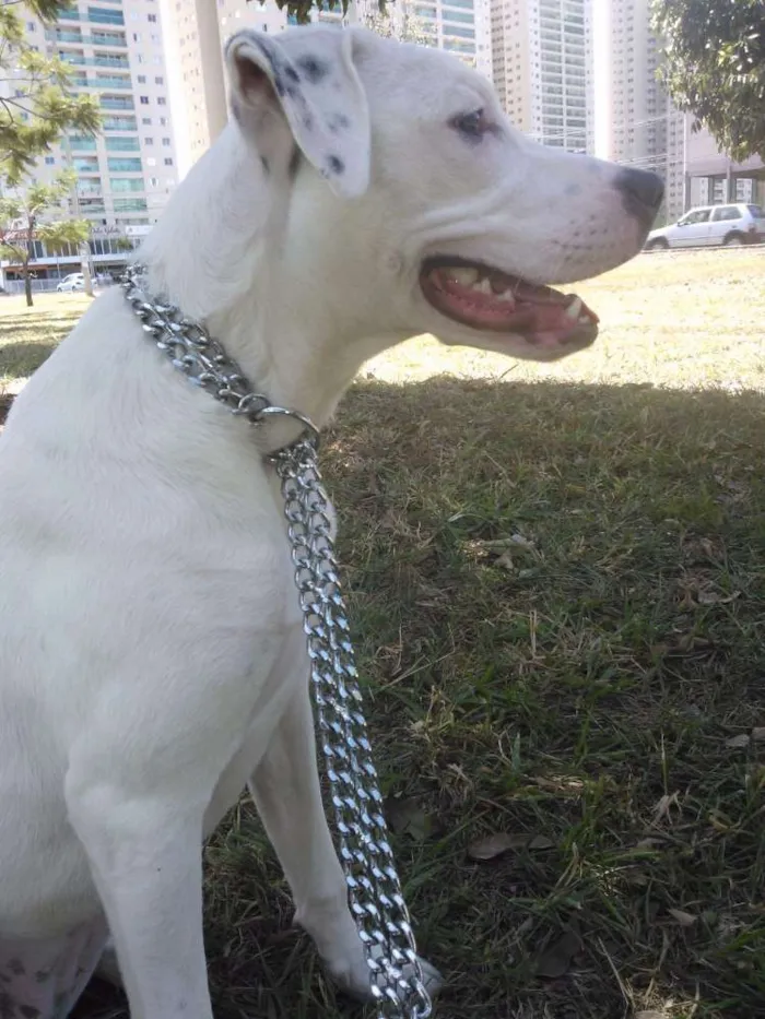 Cachorro raça Pit-Bull idade 1 ano nome preta