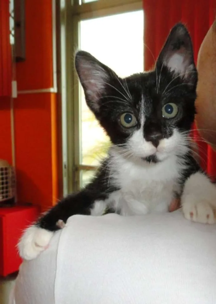 Gato ra a SRD idade 2 a 6 meses nome Lennon