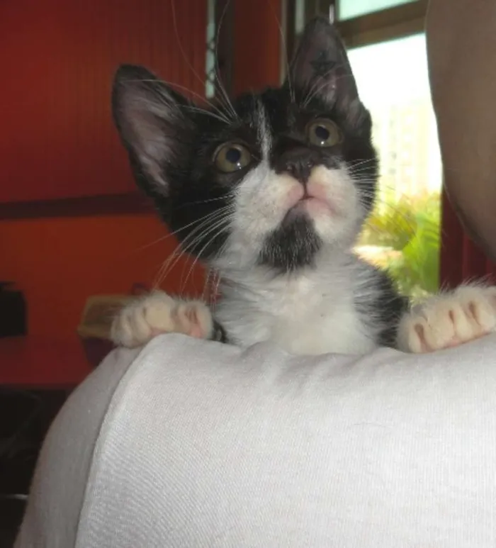 Gato ra a SRD idade 2 a 6 meses nome Lennon