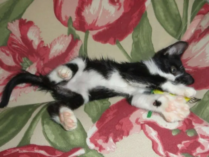 Gato ra a SRD idade 2 a 6 meses nome Lennon