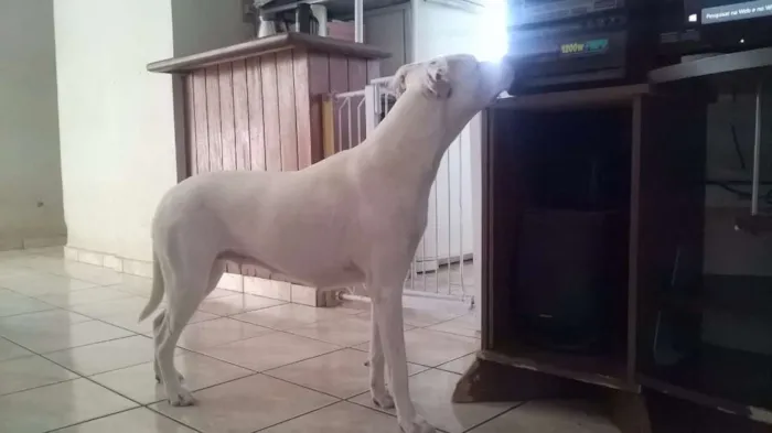 Cachorro raça Pit-Bull idade 1 ano nome preta