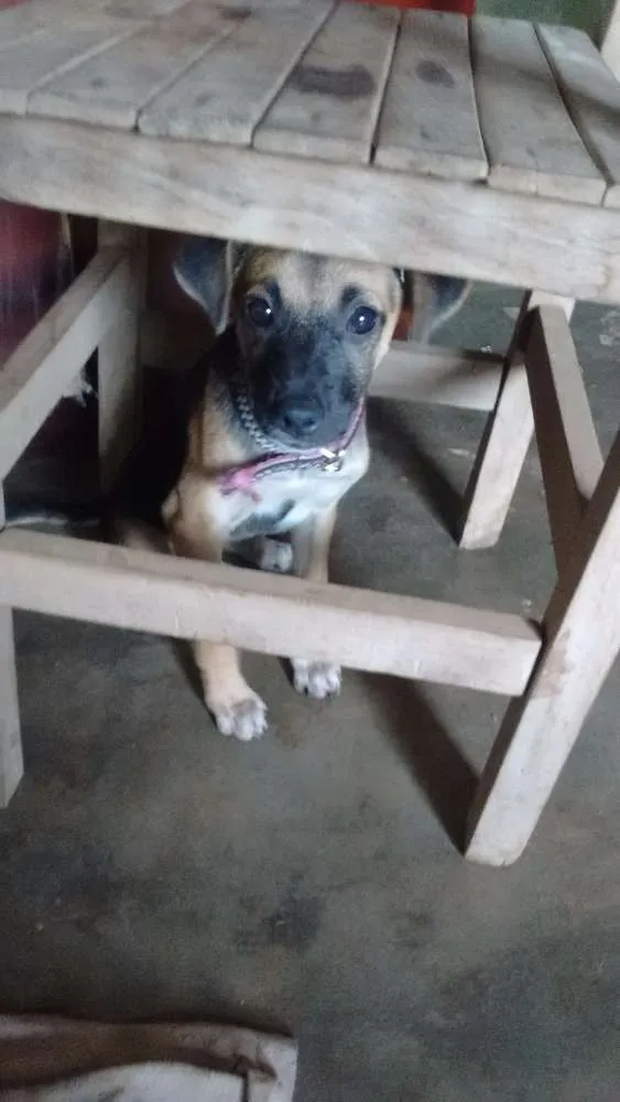 Cachorro raça Viralata idade 2 a 6 meses nome Shitara