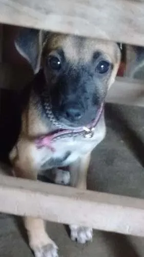 Cachorro raça Viralata idade 2 a 6 meses nome Shitara