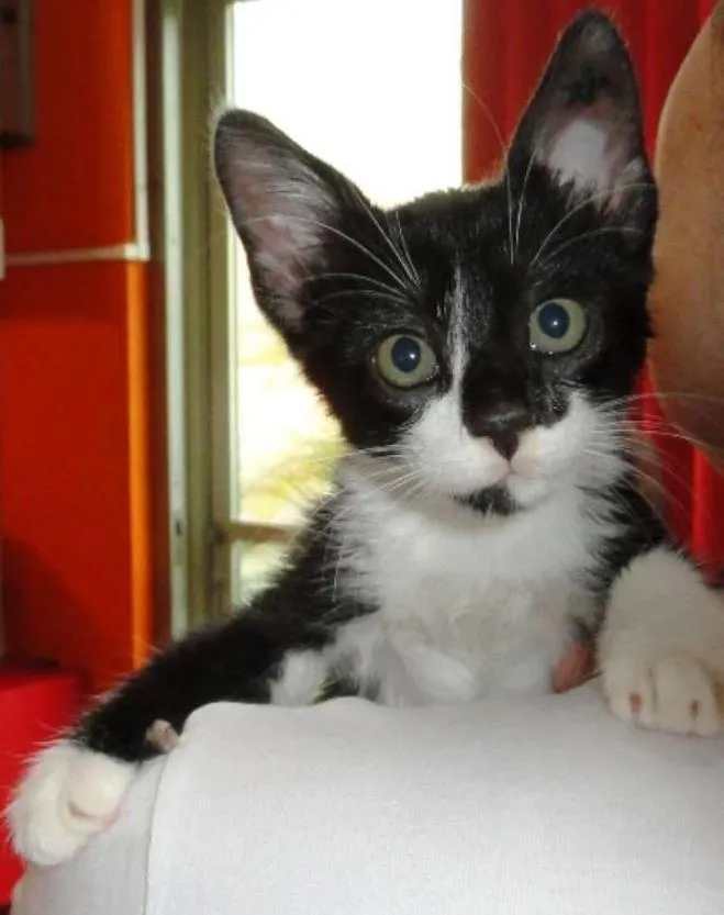 Gato ra a SRD idade 2 a 6 meses nome Lennon