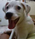 preta