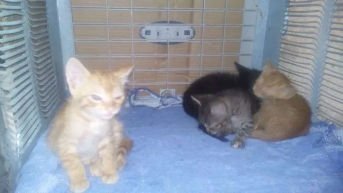 Gato ra a  idade Abaixo de 2 meses nome Precisa de nomes