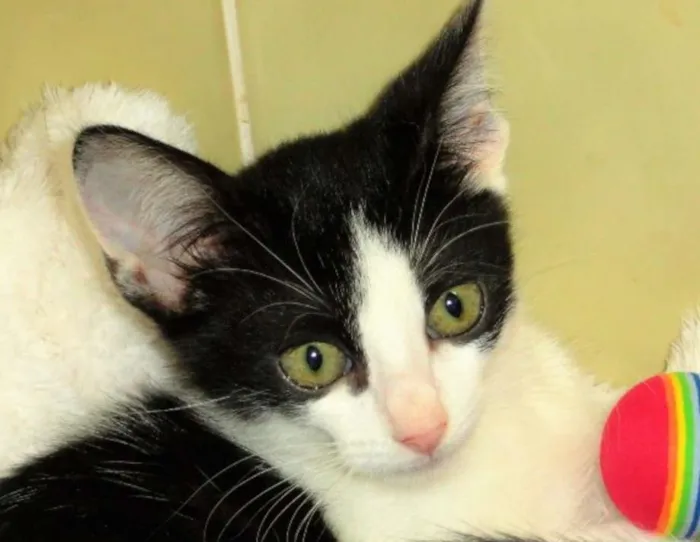 Gato ra a SRD idade 2 a 6 meses nome Franchesca