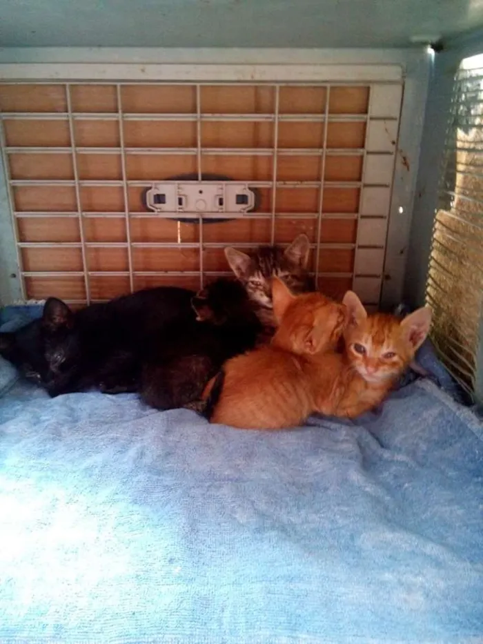 Gato ra a  idade Abaixo de 2 meses nome Precisa de nomes