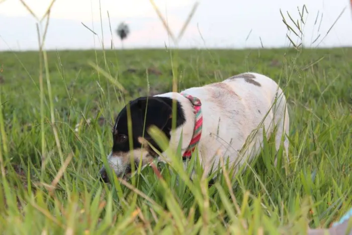 Cachorro ra a SRD idade 2 anos nome Pedro e Dóris