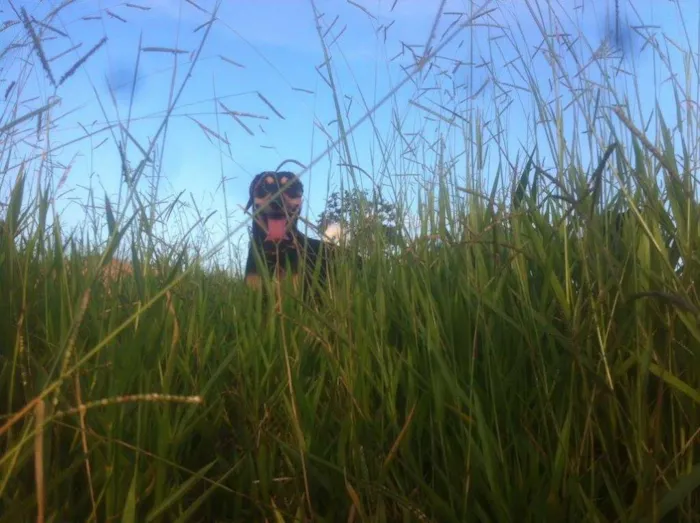 Cachorro ra a SRD idade 2 anos nome Pedro e Dóris