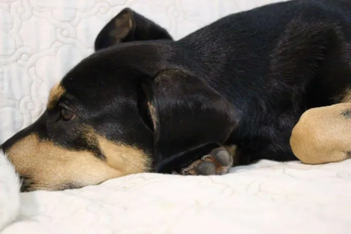 Cachorro ra a SRD idade 2 anos nome Pedro e Dóris