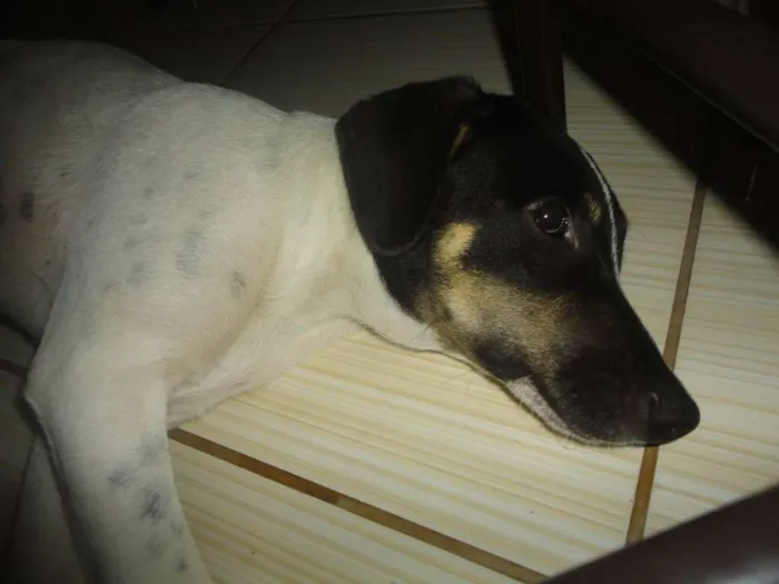 Cachorro ra a SRD idade 2 anos nome Pedro e Dóris