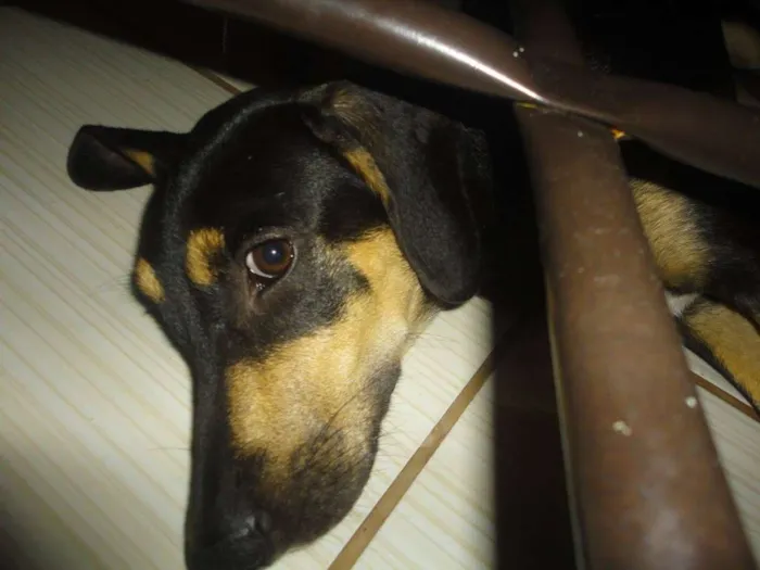 Cachorro ra a SRD idade 2 anos nome Pedro e Dóris