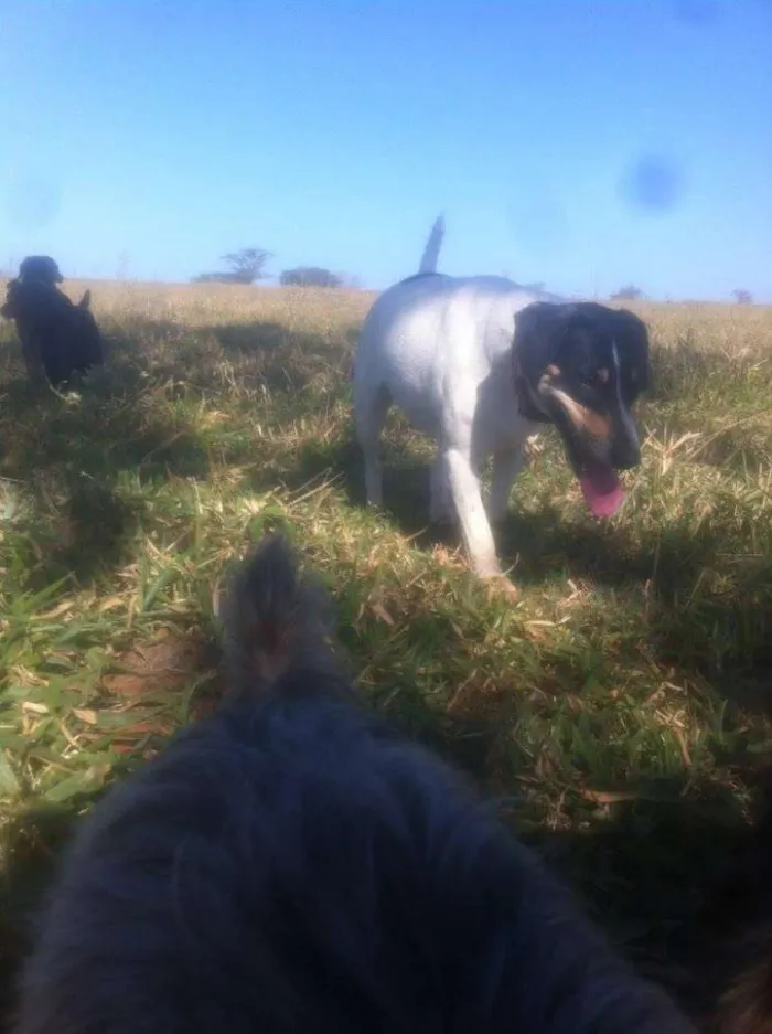 Cachorro ra a SRD idade 2 anos nome Pedro e Dóris