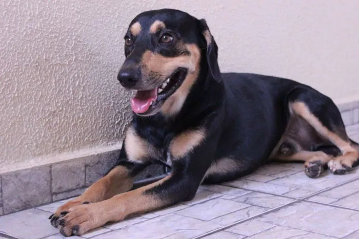 Cachorro ra a SRD idade 2 anos nome Pedro e Dóris