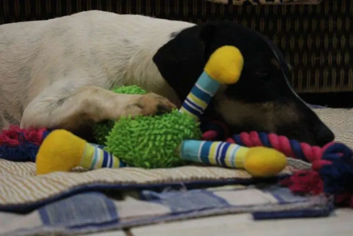 Cachorro ra a SRD idade 2 anos nome Pedro e Dóris